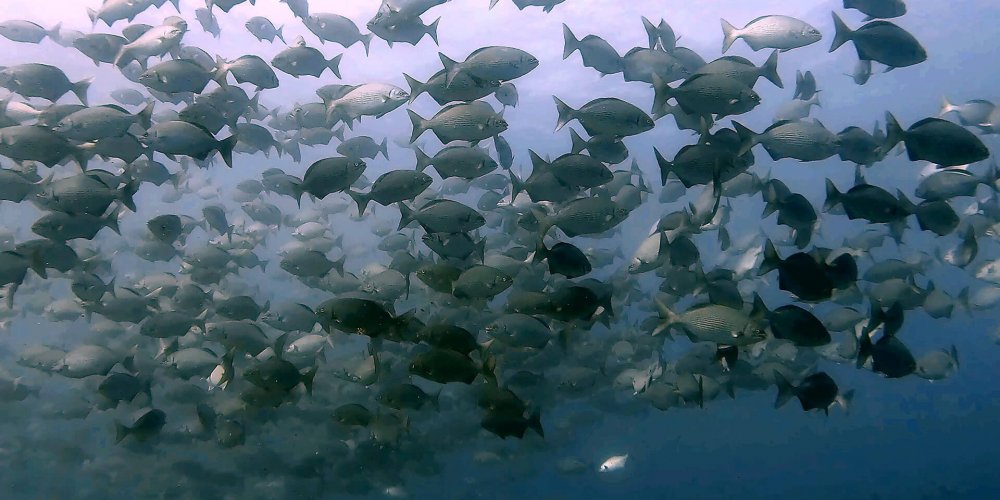 A picture of a massive school of silver and grey-toned fish, taken during one of the dives on our Mauritius trip.